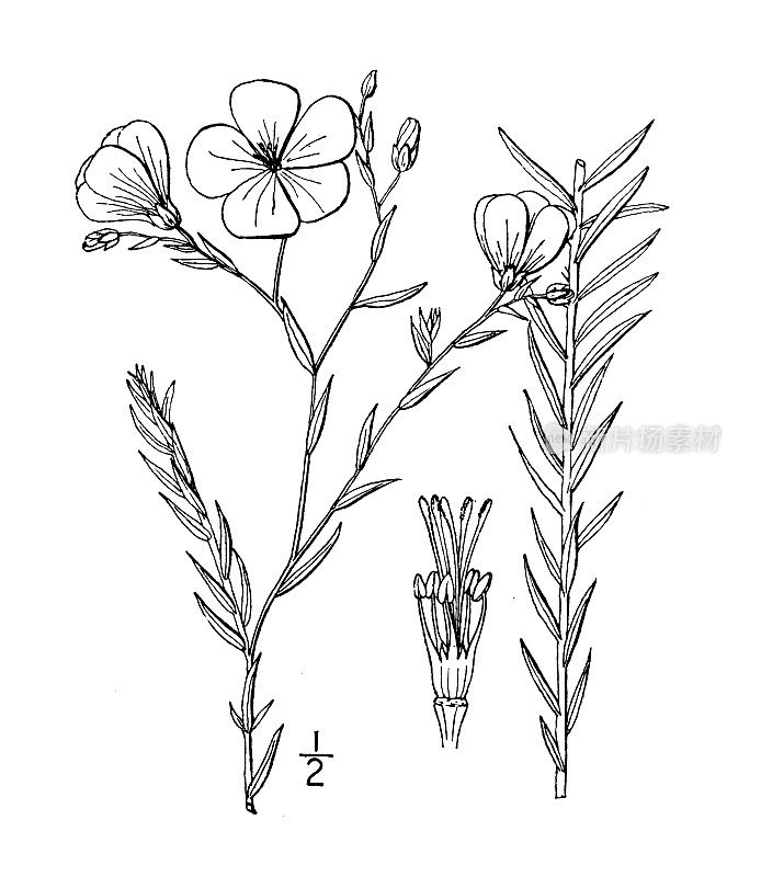 古植物学植物插图:刘易斯的野生亚麻