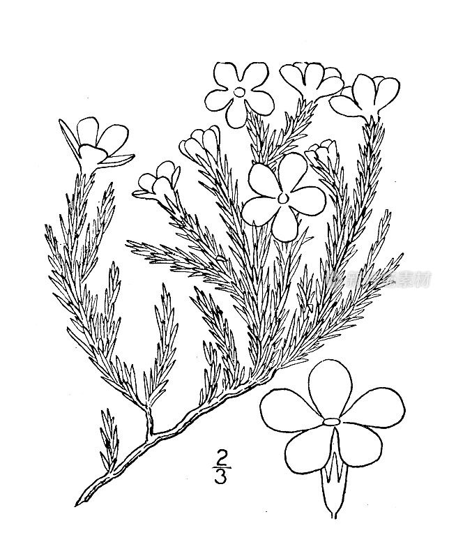 古植物学植物插图:福禄根、胡德福禄根