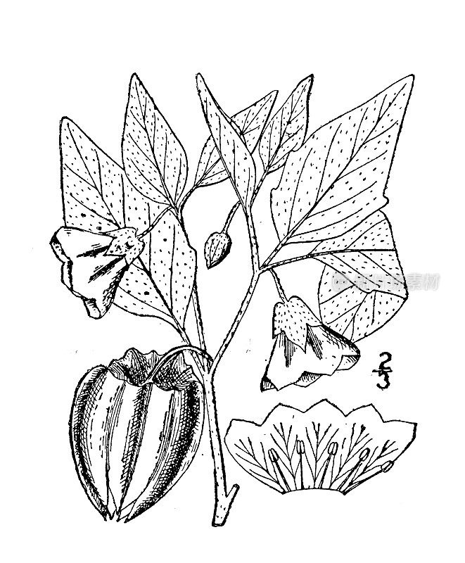 古董植物学植物插图:维吉尼亚酸浆，维吉尼亚樱桃