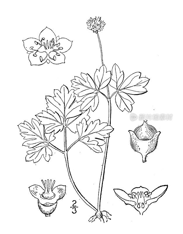 古植物学植物插图:麝香根，麝香