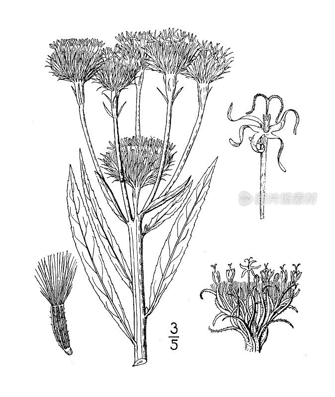 古植物学植物插图:海百合，大铁草