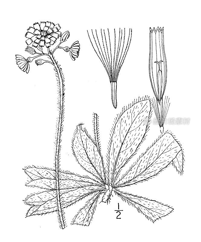 古植物学植物插图:桔梗、桔梗