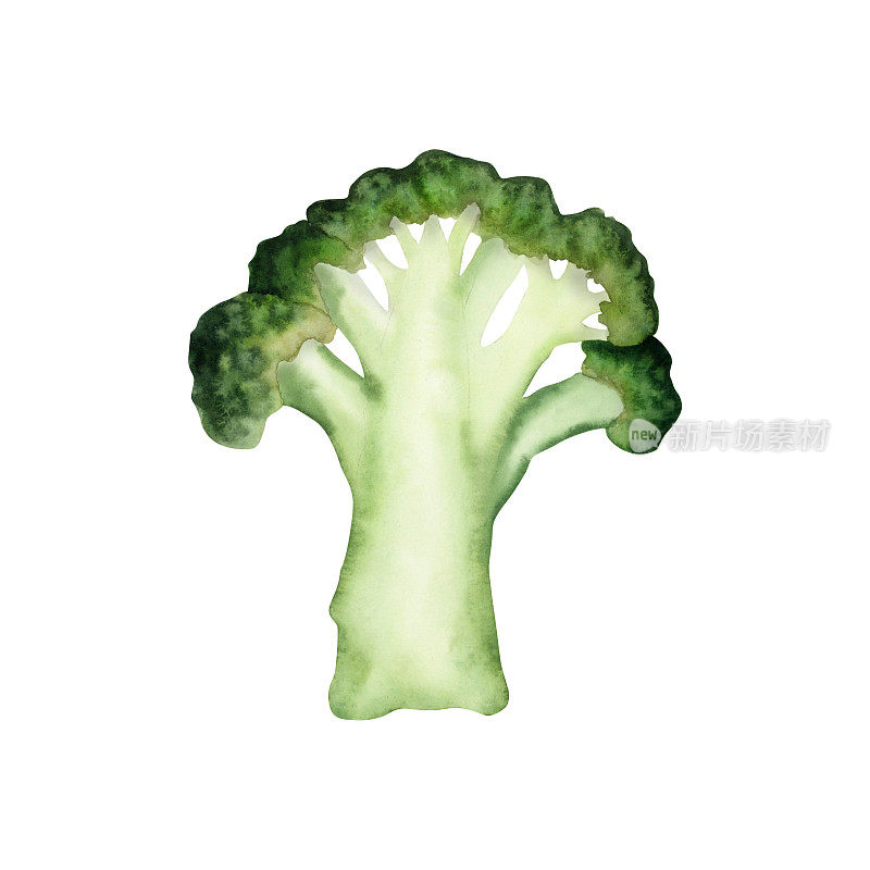 西兰花单片现实水彩插图。绿色蔬菜植物图