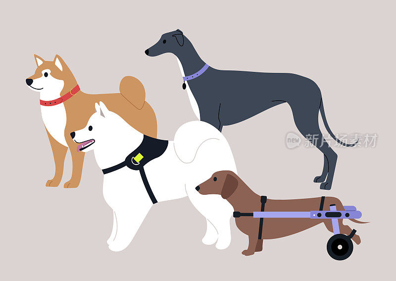 一群四只狗，一只柴犬，一只萨摩耶，一只灰狗和一只使用轮椅支持的移动残疾的香肠狗