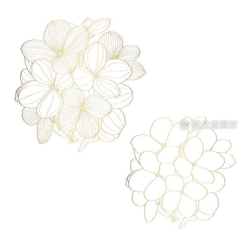 手绘金线绣球花插图。白色背景植物花卉卡片。