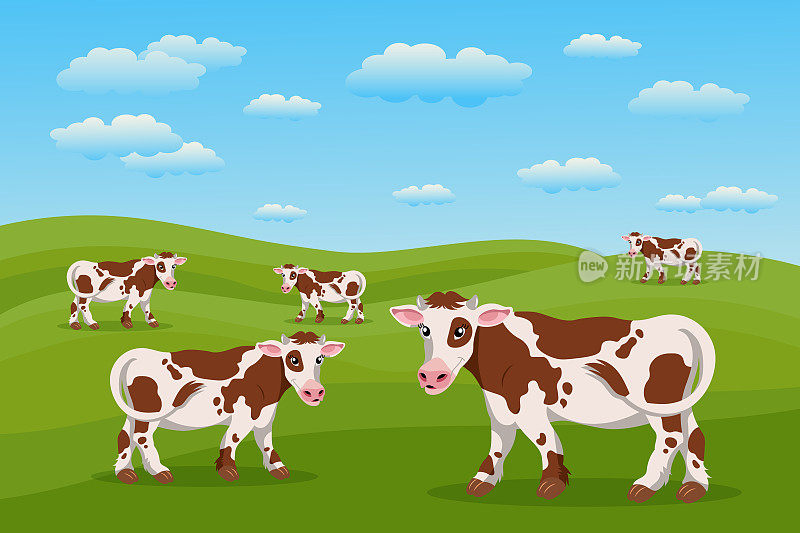 可爱的斑点奶牛在牧场，夏天的风景。一群牛正在草地上吃草。