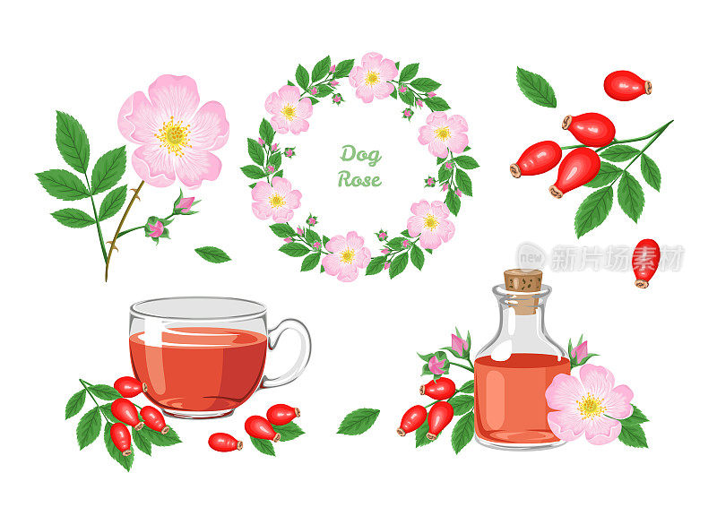 犬蔷薇的花。一套花卉设计元素。花圈，狗玫瑰花束，玫瑰茶，精油分离在白色背景。矢量插图在卡通平面风格。