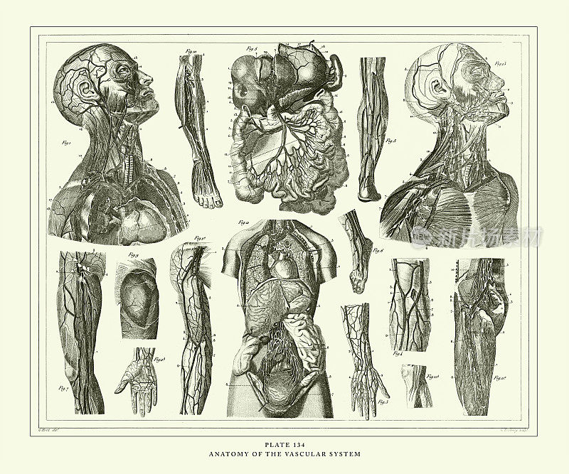 雕刻古董，血管系统解剖雕刻古董插图，出版于1851年