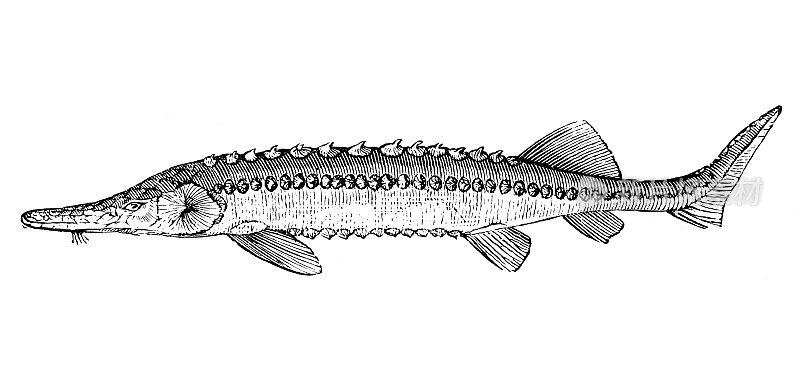 古代海洋动物雕刻插图:鲟鱼