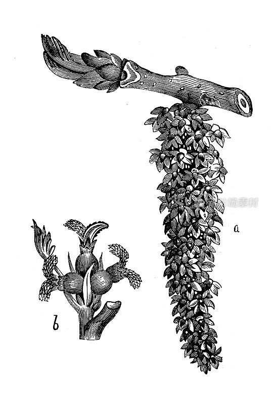 古董植物学插图:胡桃树、核桃