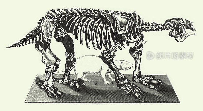化石和骨骼雕刻古董插图，1851年出版