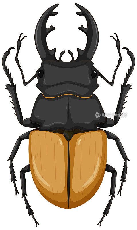 牡鹿甲虫孤立在白色背景上