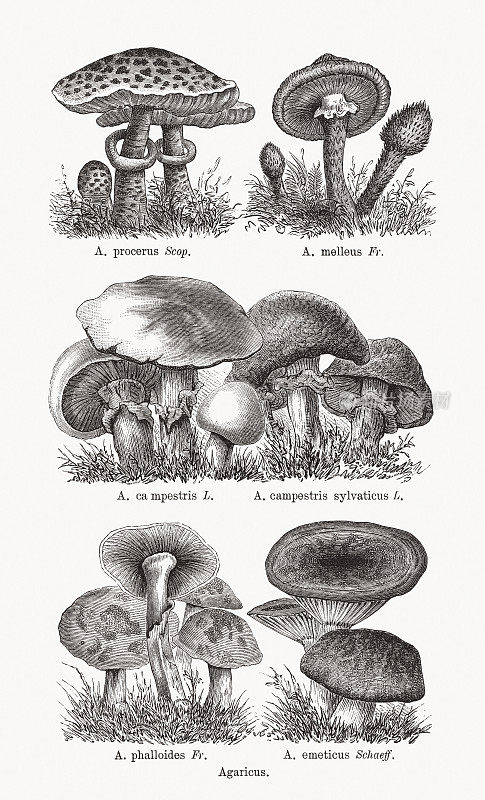 木刻蘑菇，1893年出版