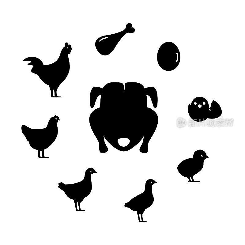 生活的鸡，不同年龄的鸡，矢量插图