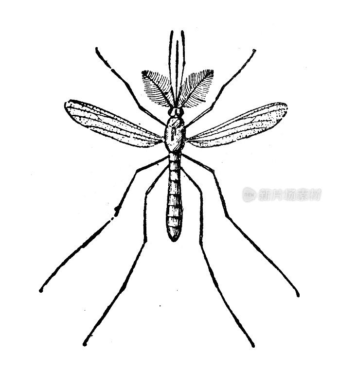 古董插图:提普拉，鹤飞