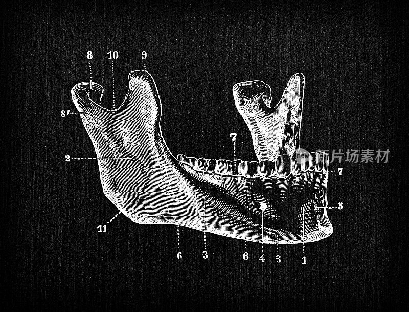 人体解剖骨骼的古董插图，头骨:下颌骨或下颌骨