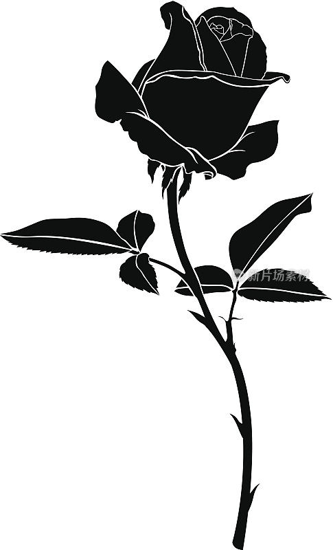 轮廓玫瑰花