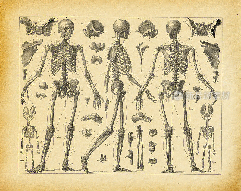 骨头-古董医学插图