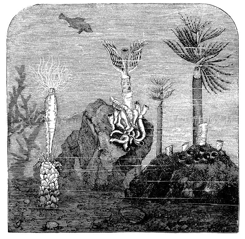 古董插图的三个海洋管建造蠕虫:特里贝拉，瑟普拉，萨贝拉