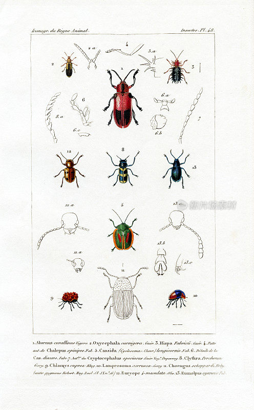 甲壳虫，古代科学印刷，1834年