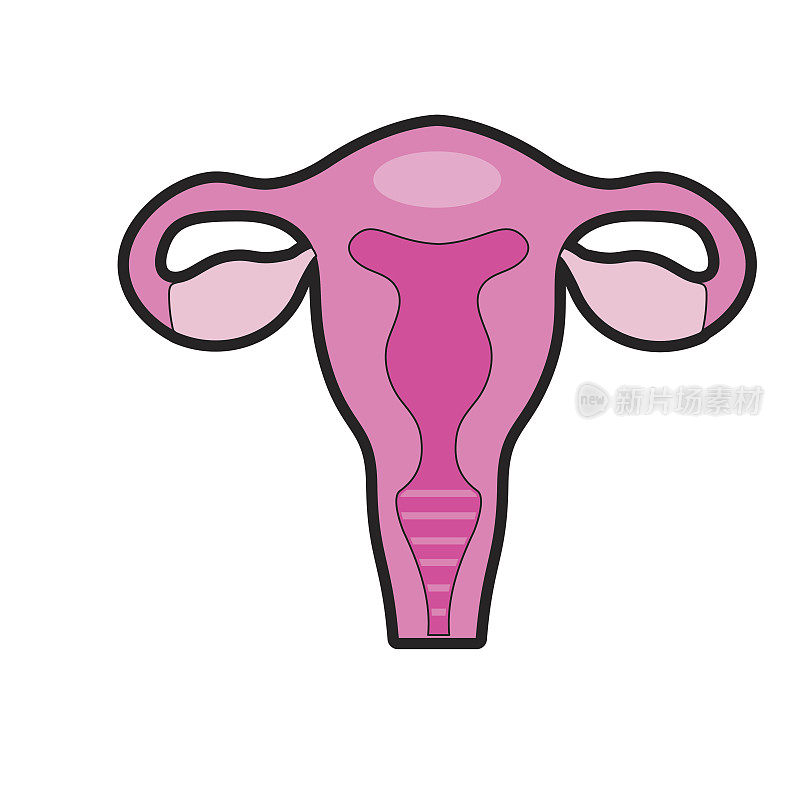 输卵管与子宫到人体解剖