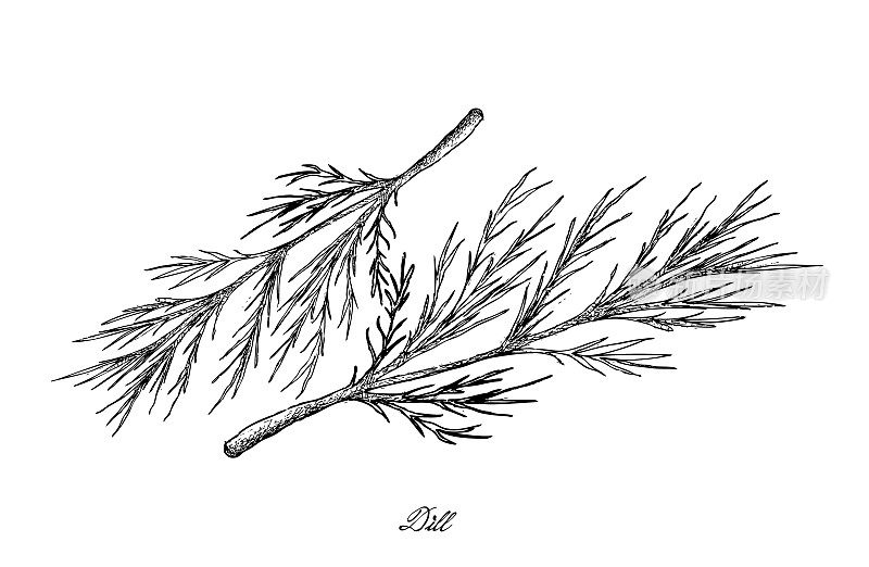 手工绘制的莳萝植物在白色的背景
