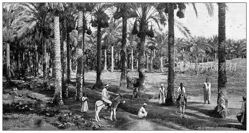古埃及旅行照片:孟菲斯附近的棕榈树