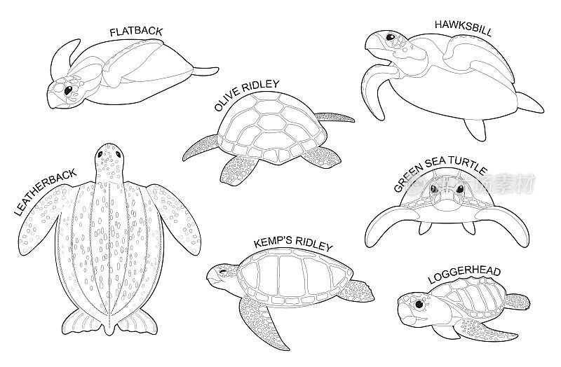 海龟集各种类型识别卡通矢量黑白