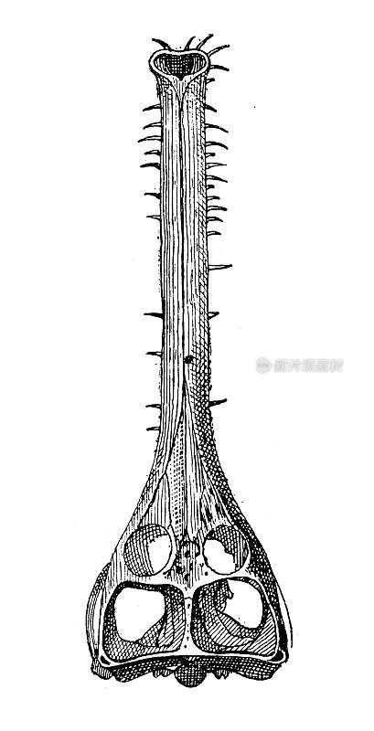 古董插图:远端龙头骨