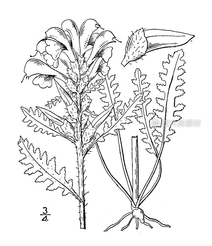 古植物学植物插图:加拿大马先蒿，菖蒲，木Betony