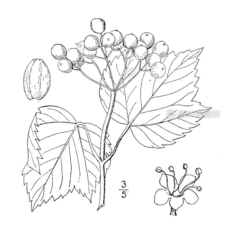 古植物学植物插图:荚蒾acerifolium，枫叶箭木