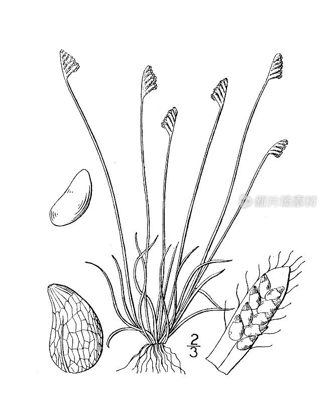 古植物学植物插图:芥芥，卷草