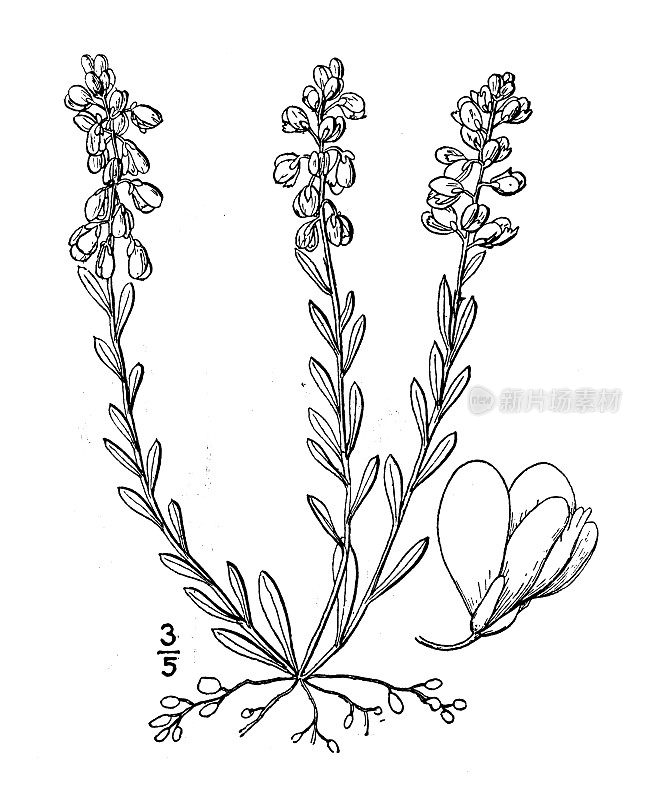 古植物学植物插图:远志、总状Milkwort