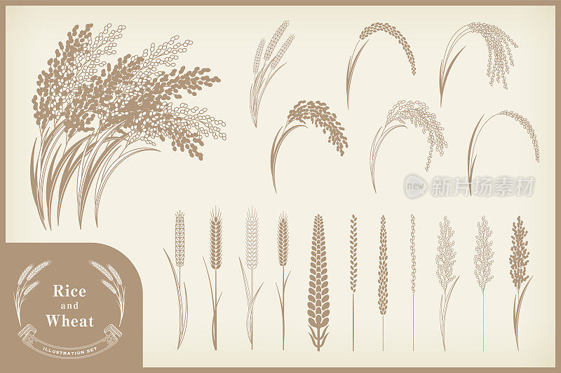 各种水稻和小麦插图设置。