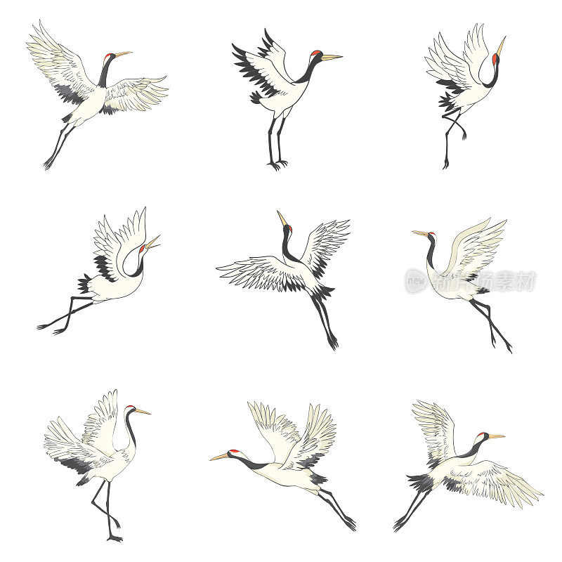 一套不同位置的白鹤，收藏手绘的日本鸟飞、立、舞。