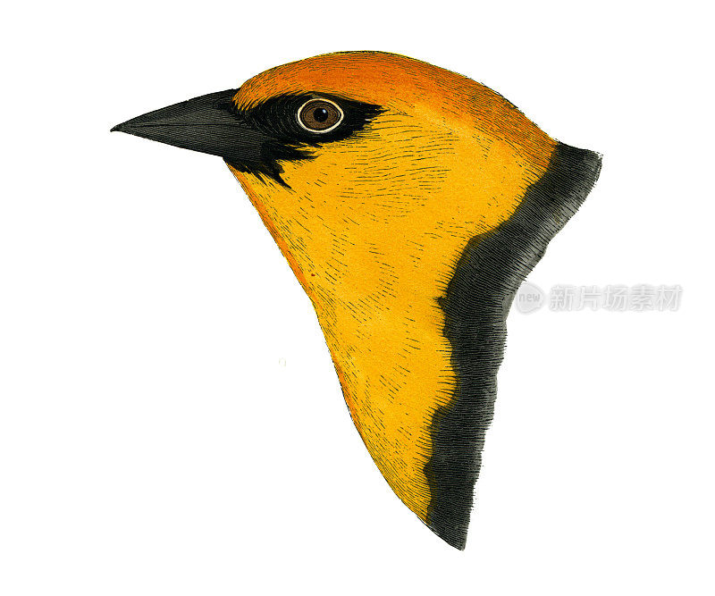 1874年，黄头黑鸟头水彩画平版
