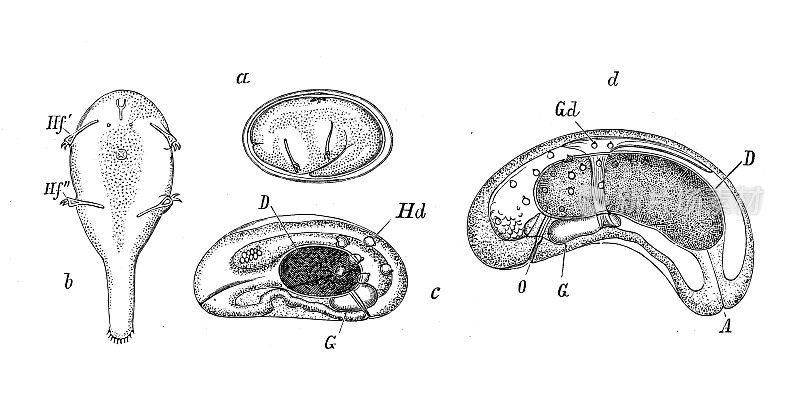 古董生物动物学图像:五角星