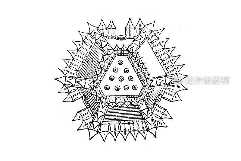 红腹雉花粉粒的发育,也称为山羊毛或红腹雉