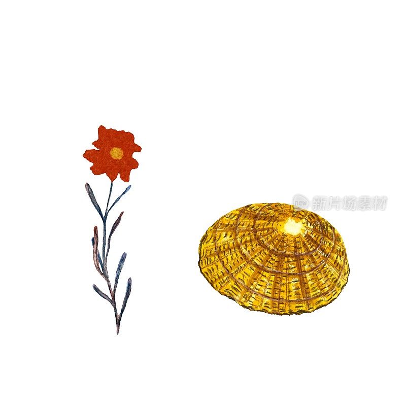 海花红贝壳黄海水海水水彩画