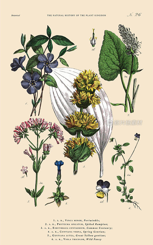 手工着色的植物雕刻，植物王国的历史，维多利亚植物插图，板26，大约1853年