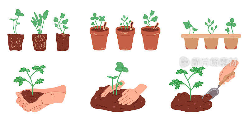 有机植物幼苗平面卡通矢量插图集。幼苗生长在白色背景隔离的花盆中。用人手在地上种树。家庭园艺。