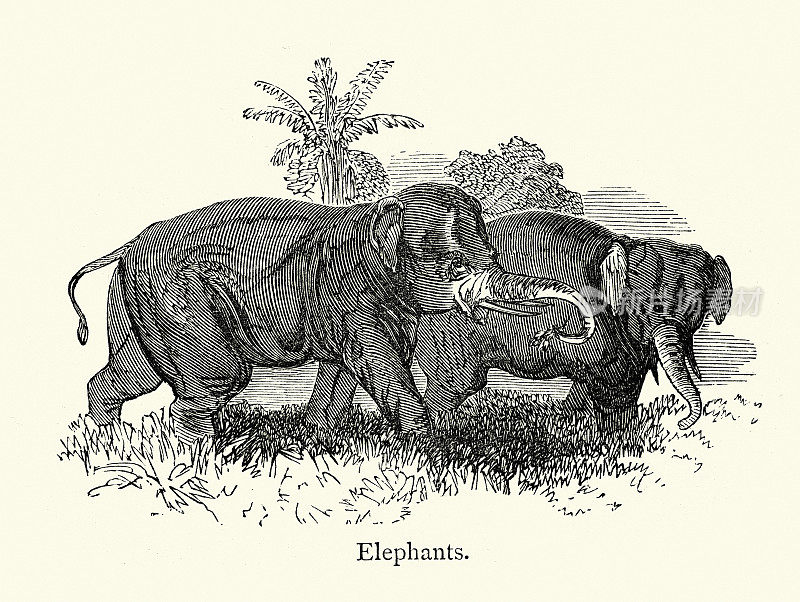 大象，19世纪的野生动物艺术品