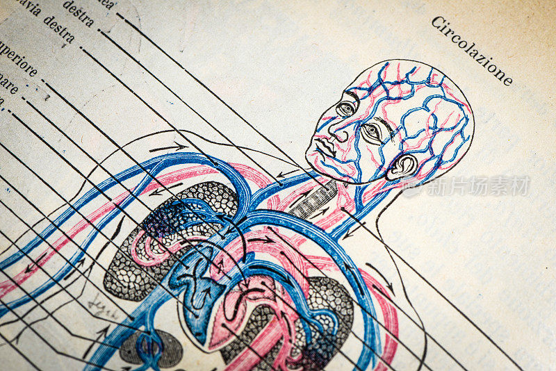 古董医学科学插图高分辨率:循环系统