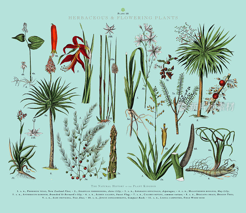 草本和开花植物，植物王国，维多利亚植物插图，大约1853年