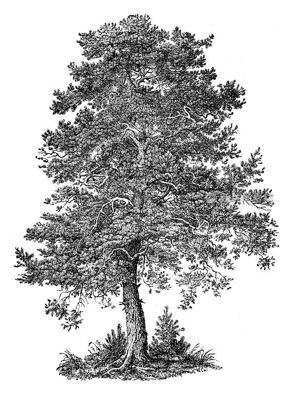 老松树――雕刻于1881年