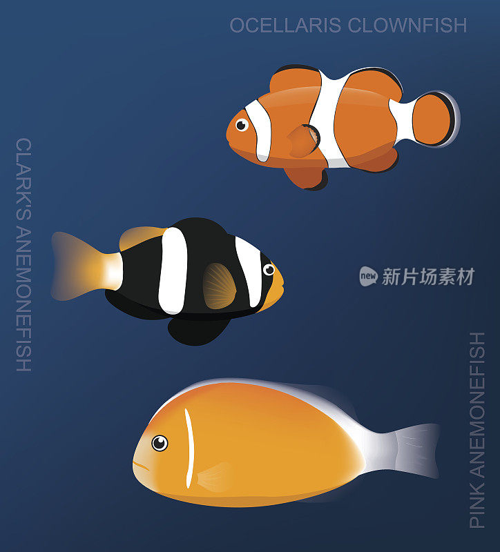 礁海葵鱼设置卡通矢量插图