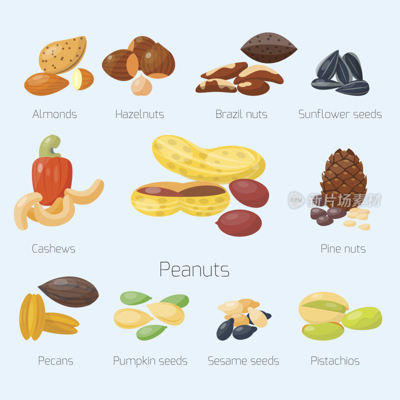 成堆的不同坚果开心果，榛子，杏仁，花生，核桃，腰果，栗子，美味的种子矢量插图
