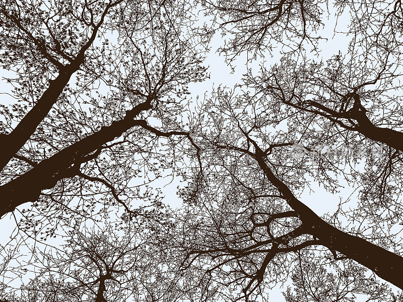 秋天公园里树木的剪影