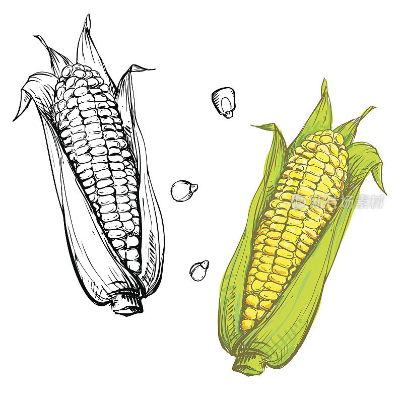 一套彩色和单色的玉米、谷粒、秸秆。草图。