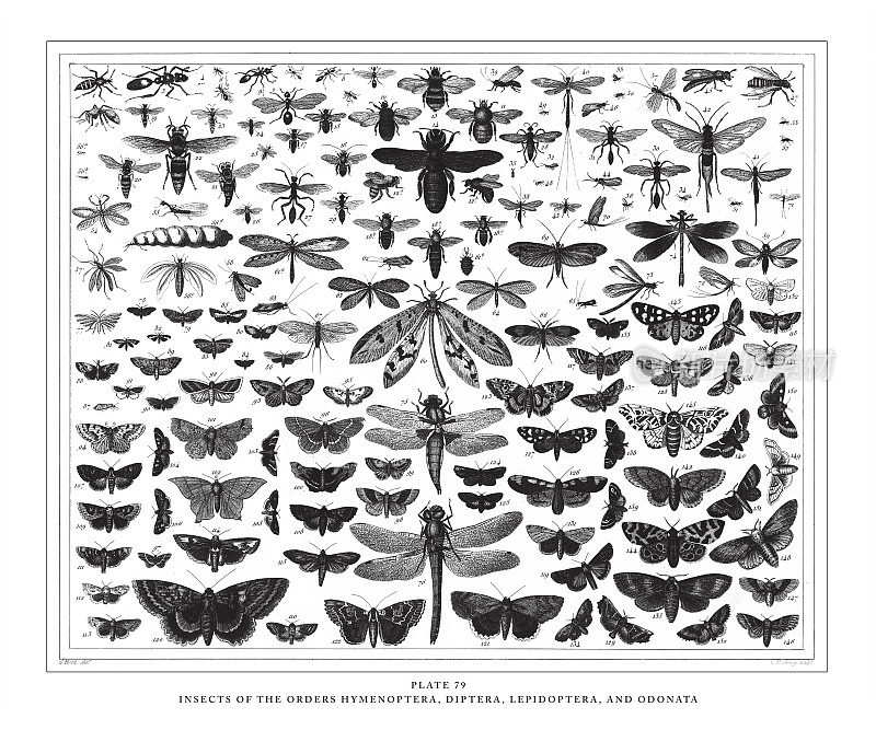 膜翅目、双翅目、鳞翅目和蜻蜓目昆虫雕刻古董插图，1851年出版